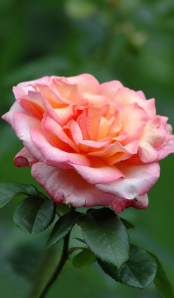 Одинокие чувства, Цветы