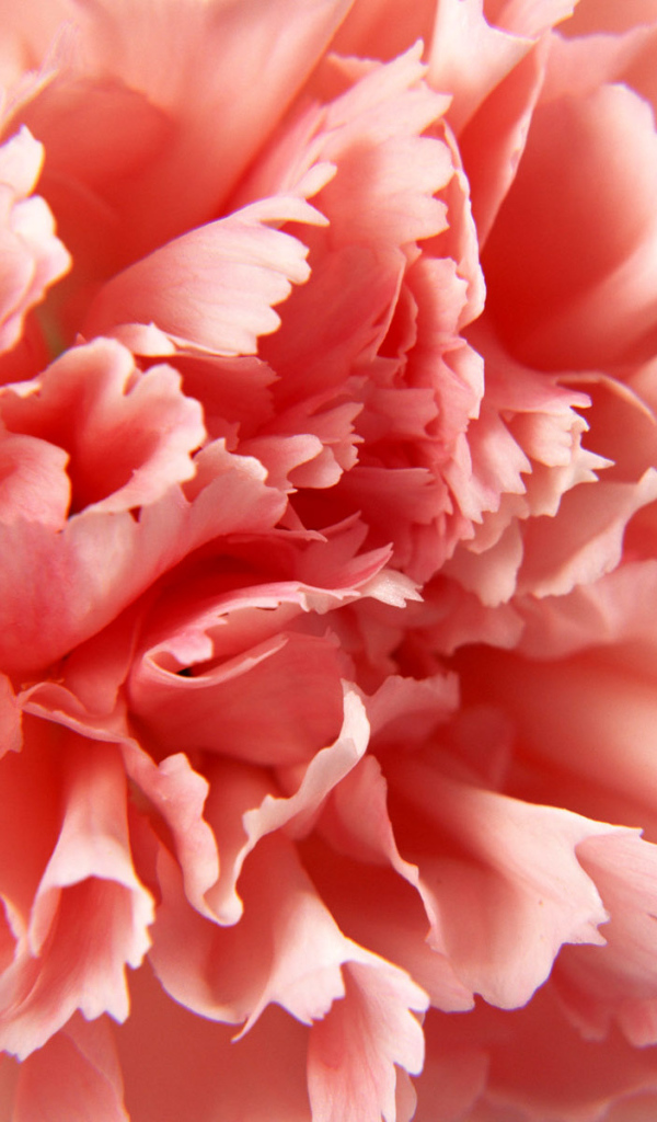 Макро-Гвоздика, Цветы