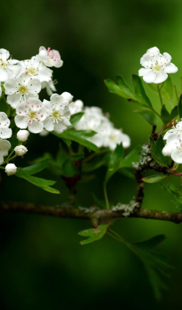 Волшебный расцвет, Цветы