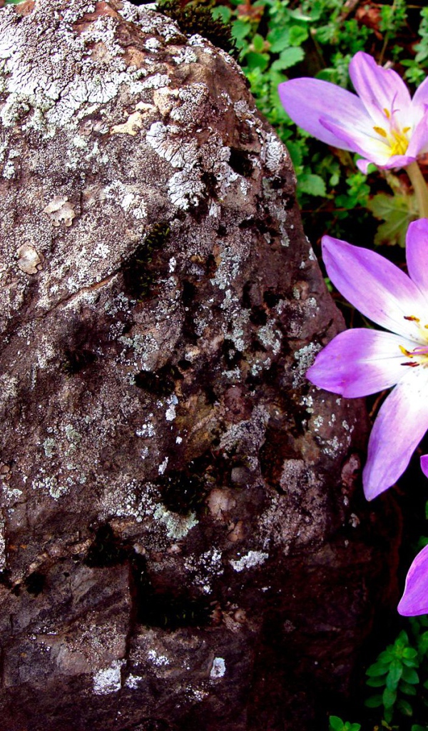 Сиреневый, Цветы