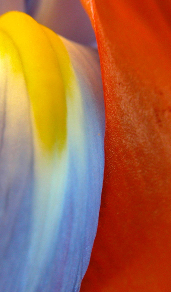 Многокрасочность, Цветы