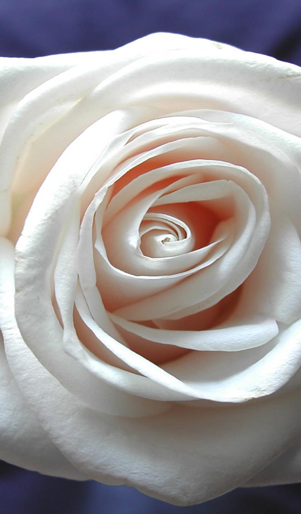 Бутон белой розы