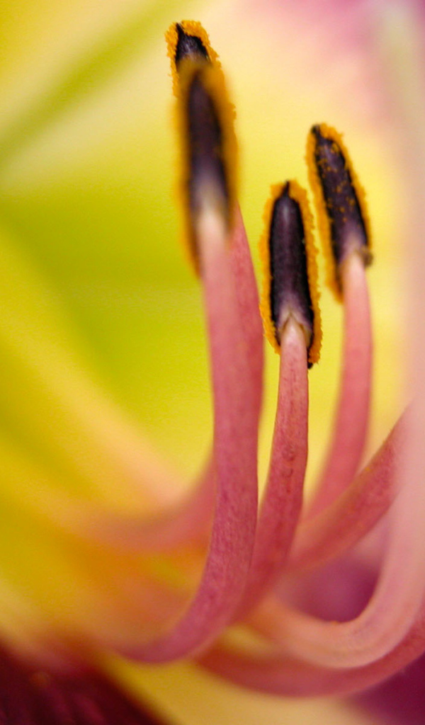 Хороший цветок