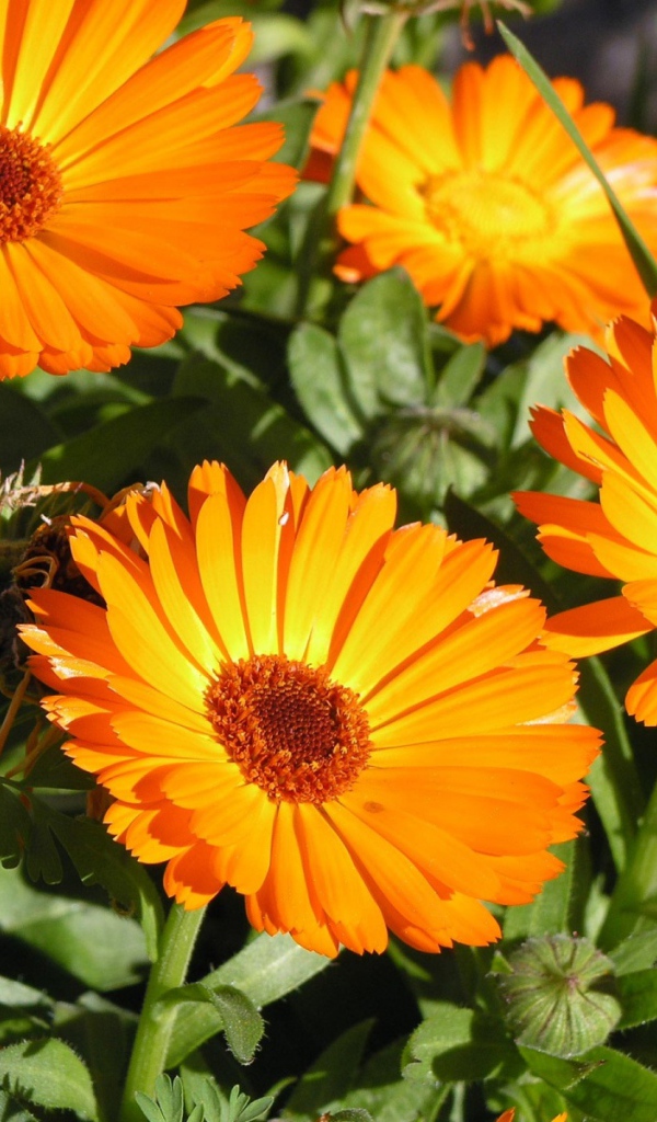 Красивые оранжевые цветы