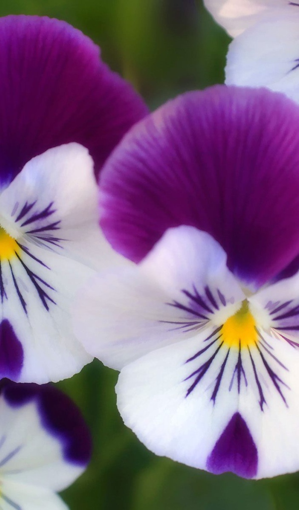 Цветы парка