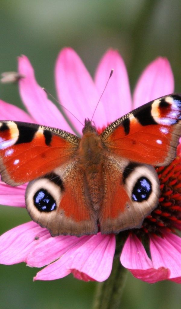 Бабочка Павлина, Цветы