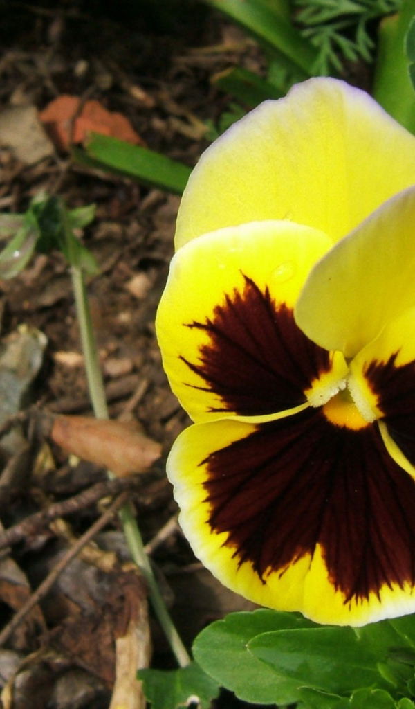 Прекрасная любовь, Цветы