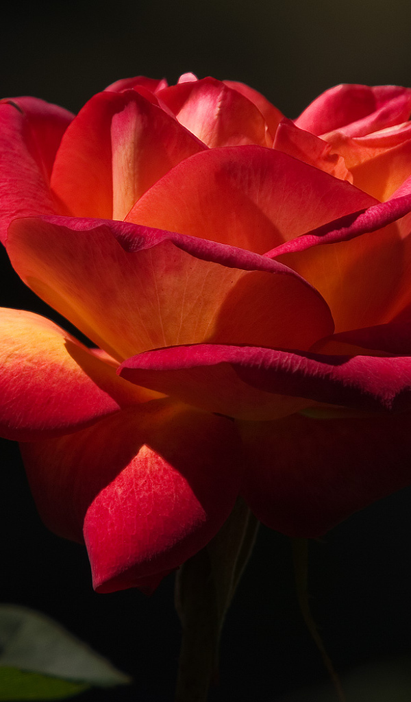 Прекрасный момент, Цветы