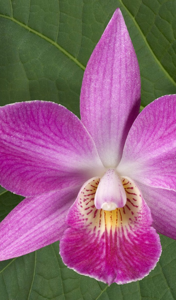 Хурма, Цветы