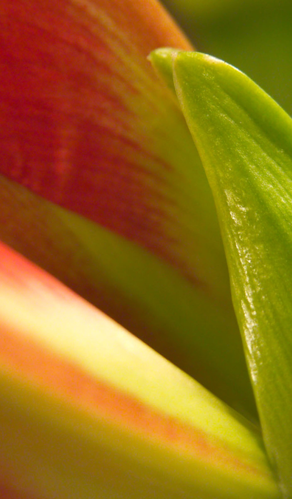 Лепестки, Цветы