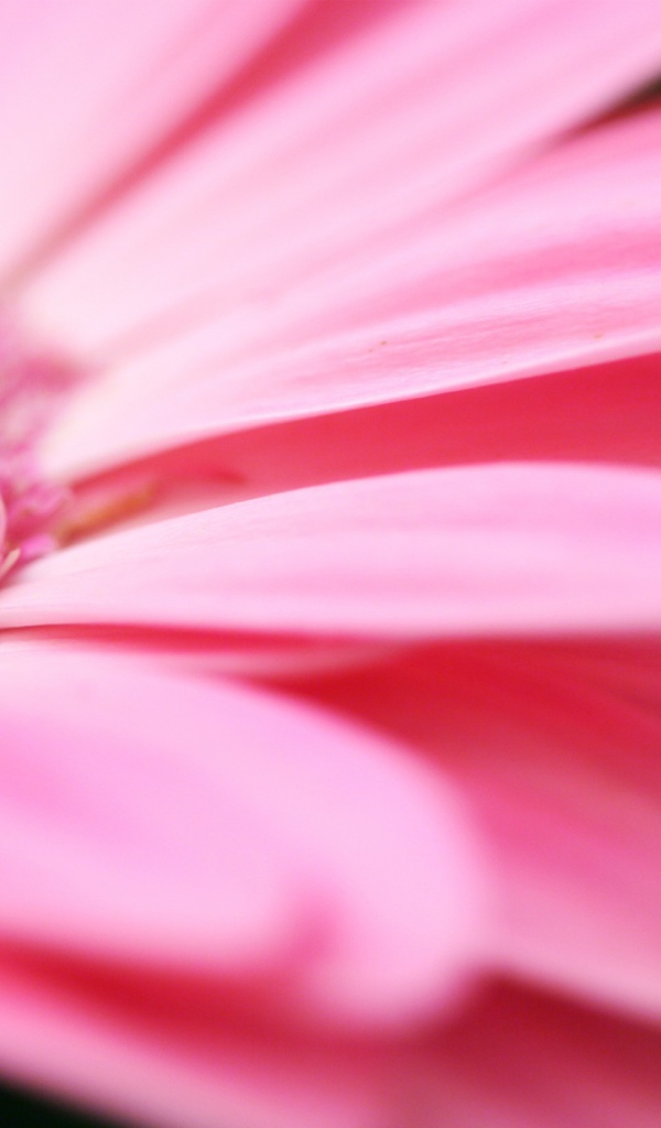 Розовые Лепестки, Цветы