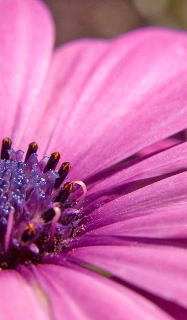 Розовый, Цветы