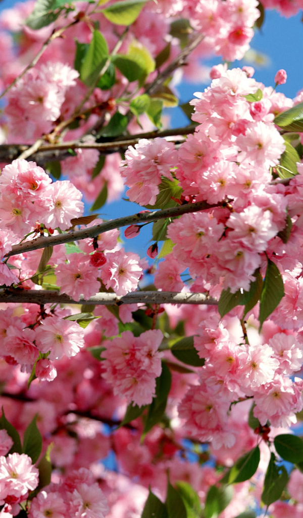 Розовое-синее небо, Цветы