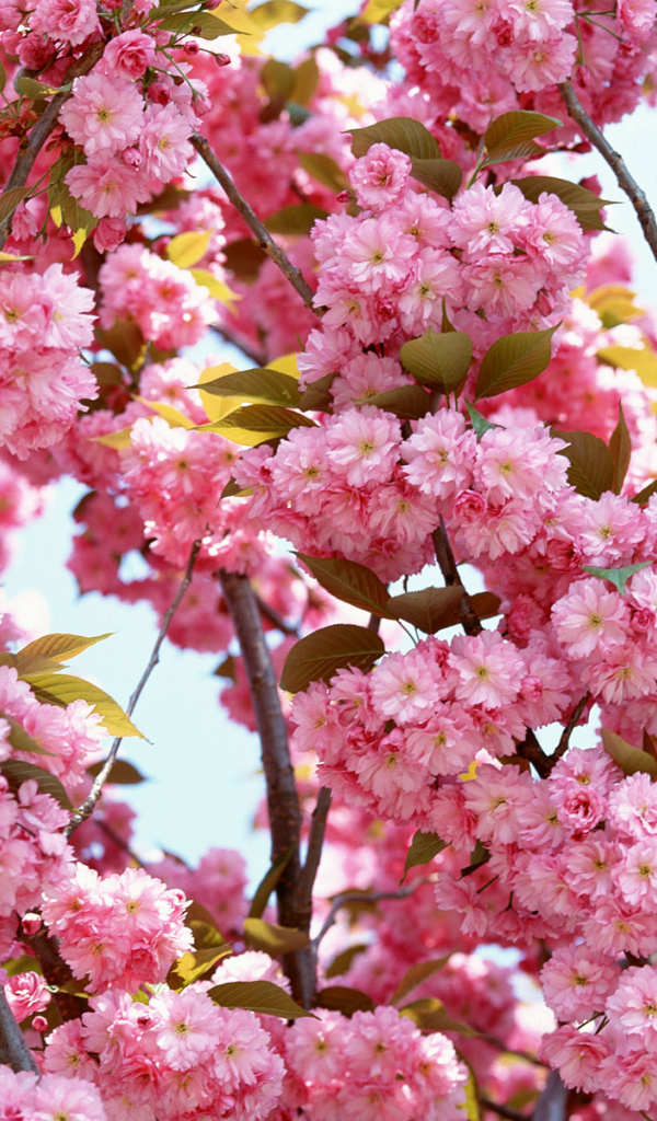 Розовый расцвет, Цветы