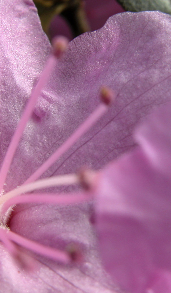 Розовый цветок