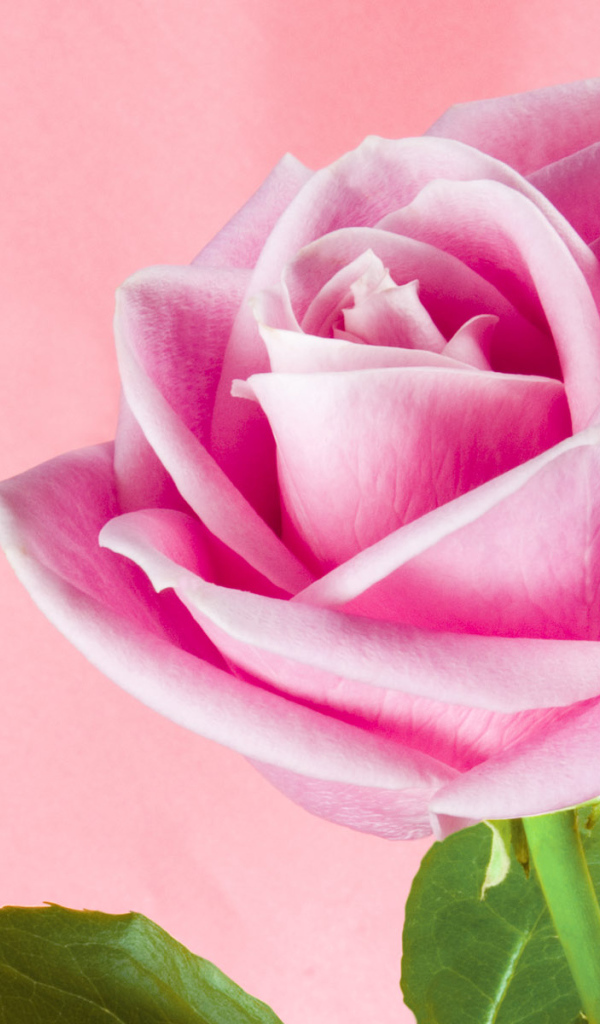 Розовая тень, Цветы