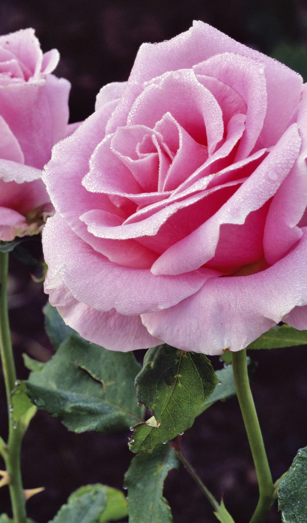 Удовольствие и Страдание, Цветы