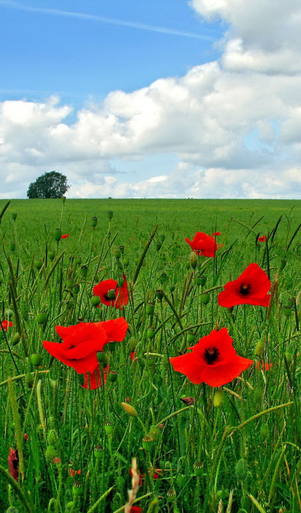 Цветы мака на поле