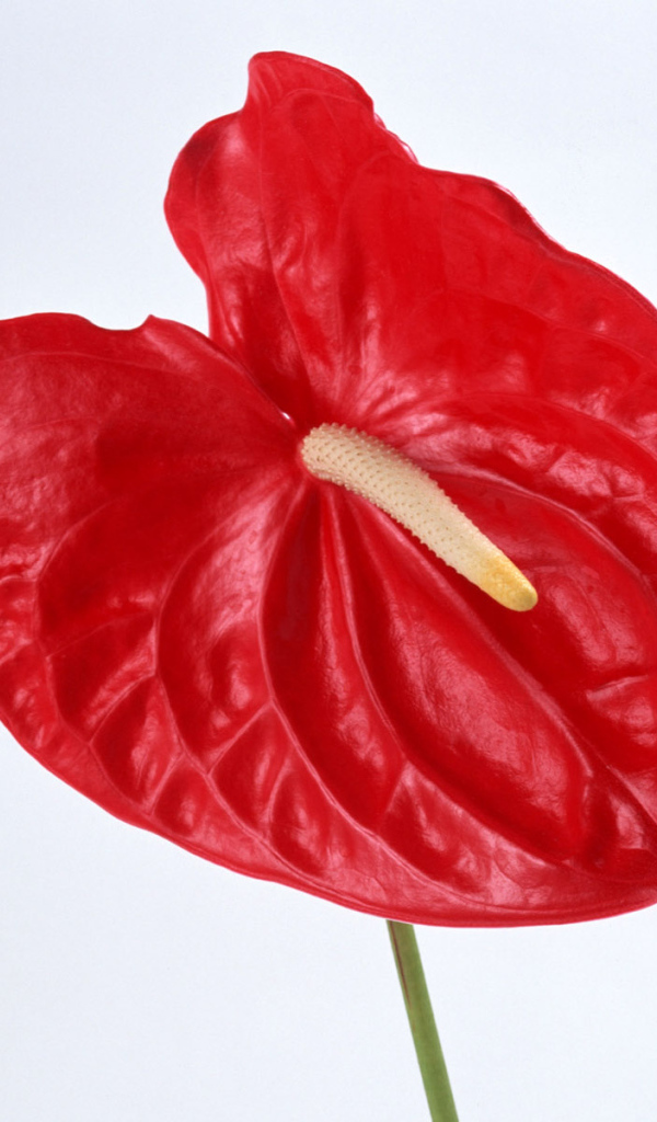 Красный Anturium, Цветы