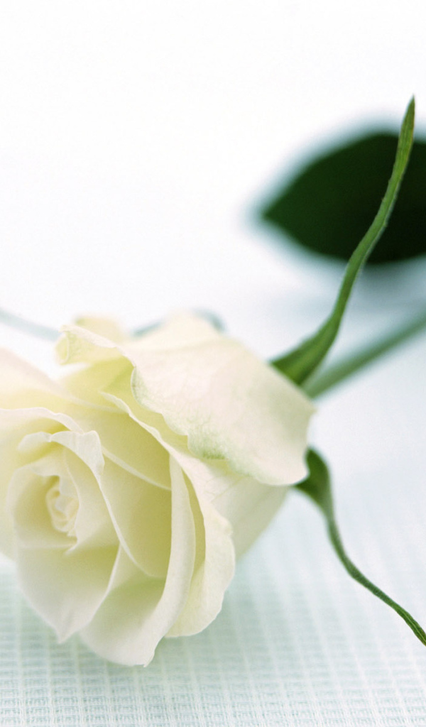 Отдых с розой