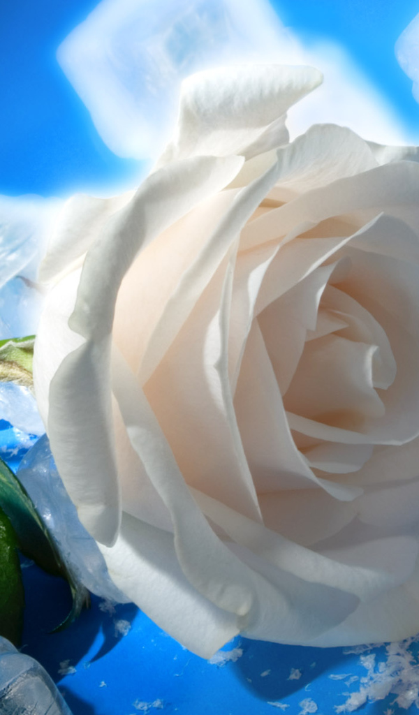 роза и Лед, Цветы