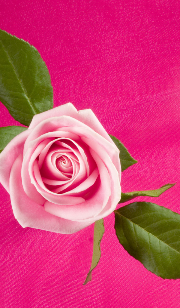 Темно розовая Роза