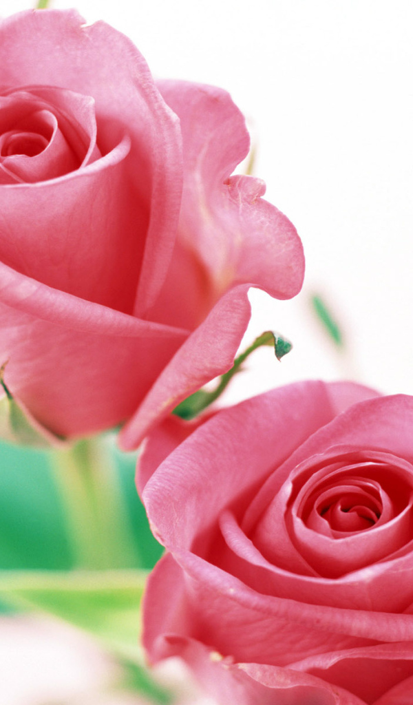 Розы на белом, Цветы