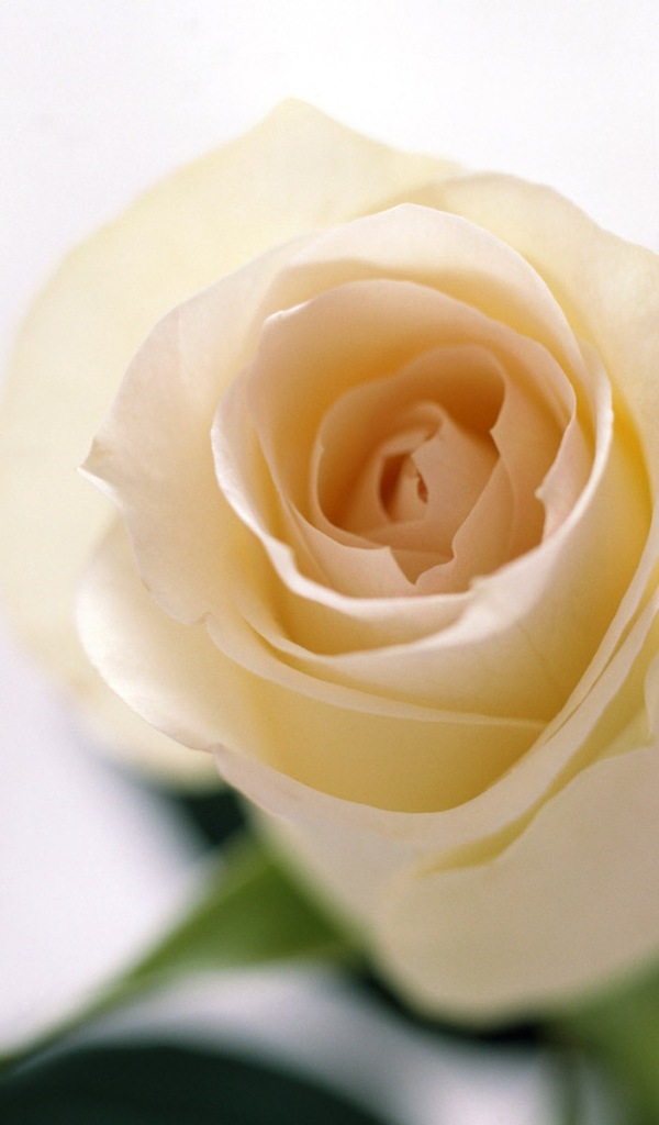 Запах роз, Цветы