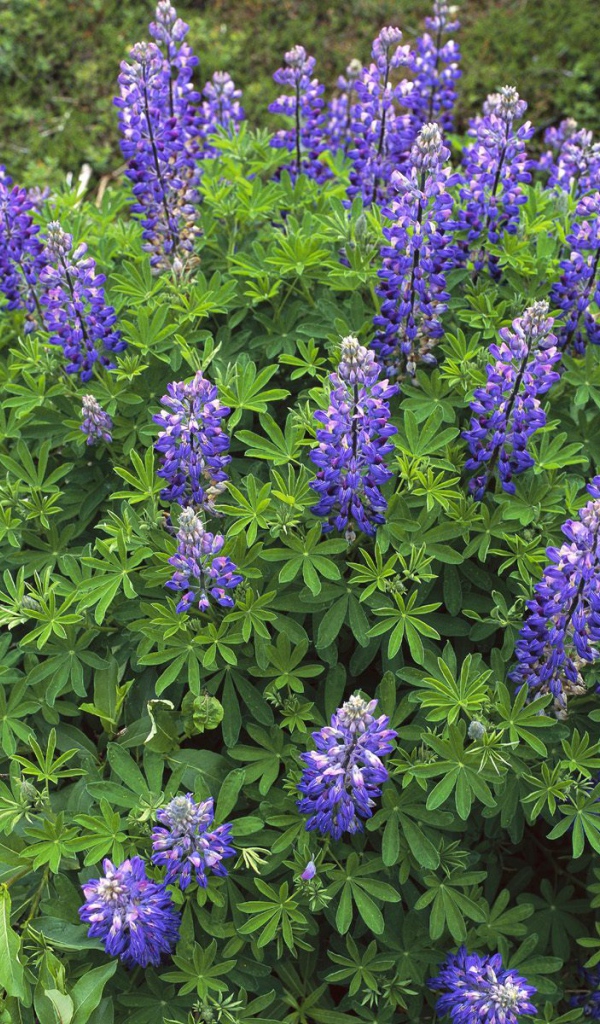 Королевский расцвет, Цветы