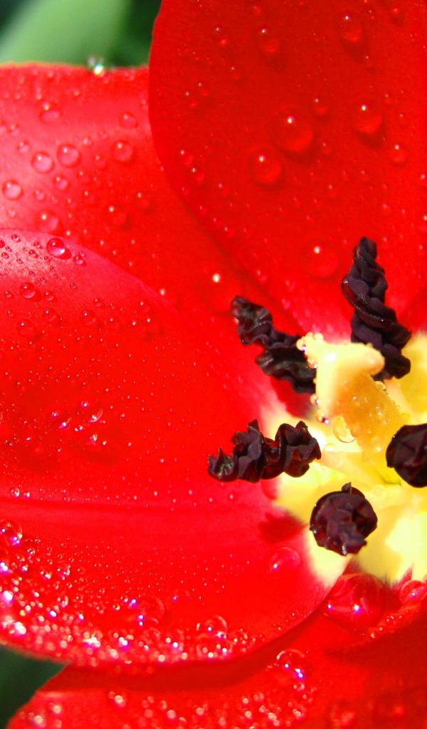 Алый тюльпан, Цветы