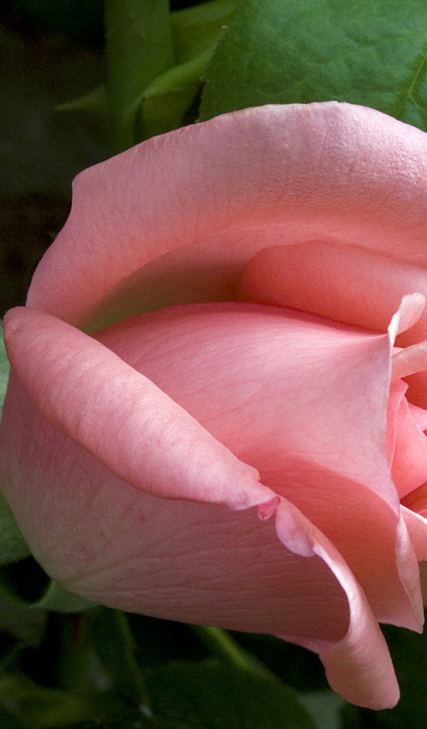 Застенчивое чувство, Цветы