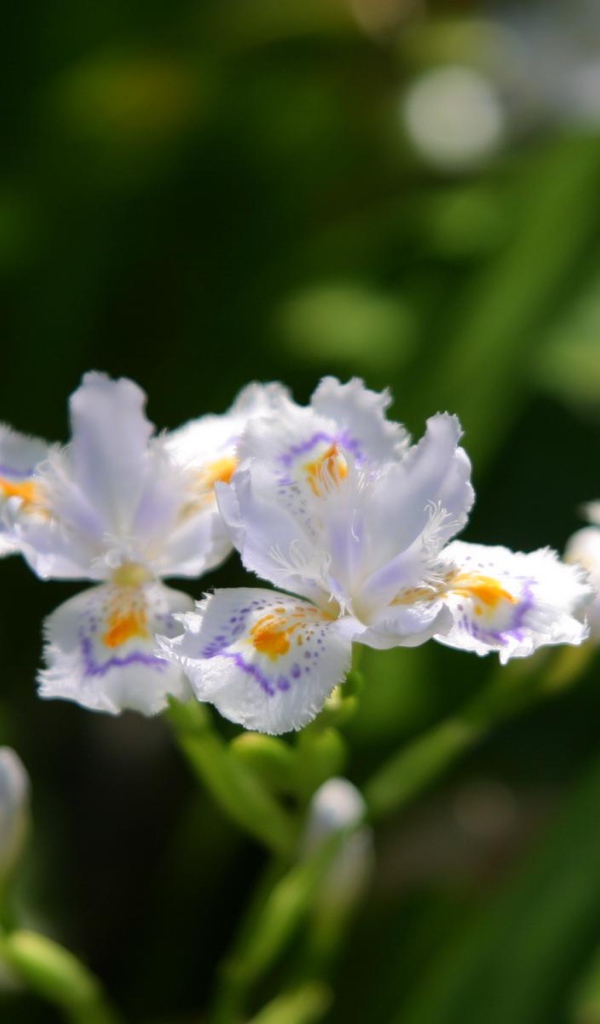 Шелковистый, Цветы