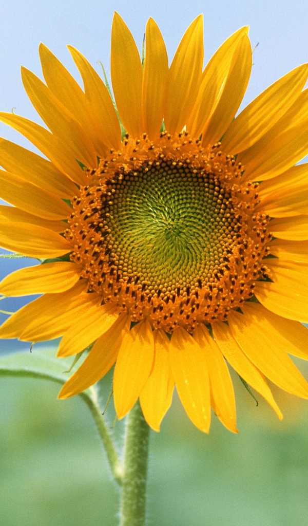 Единственный, Цветы