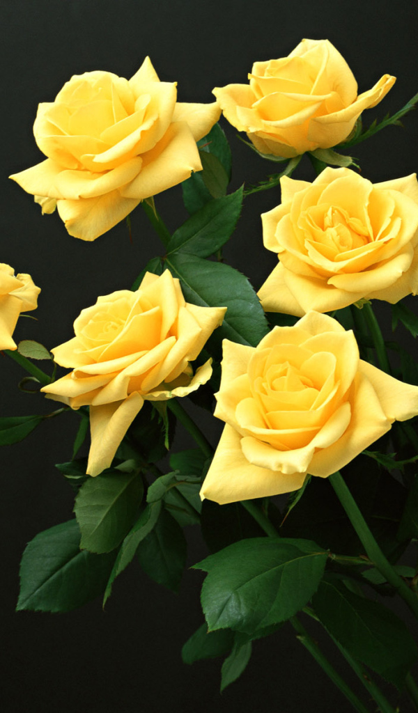 Шесть желтых роз, Цветы