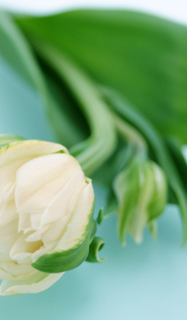 Сонный цветок, Цветы