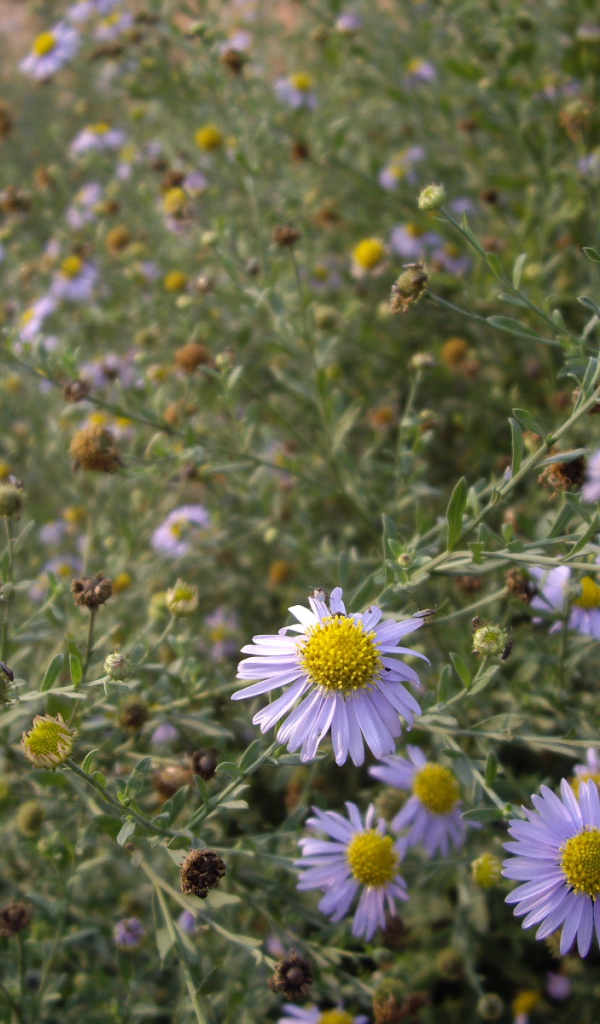 Маленькие Цветы
