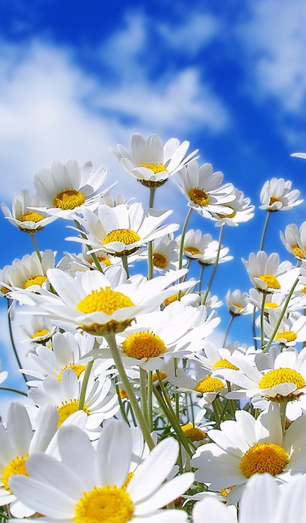 Спринг Дэйси, Цветы