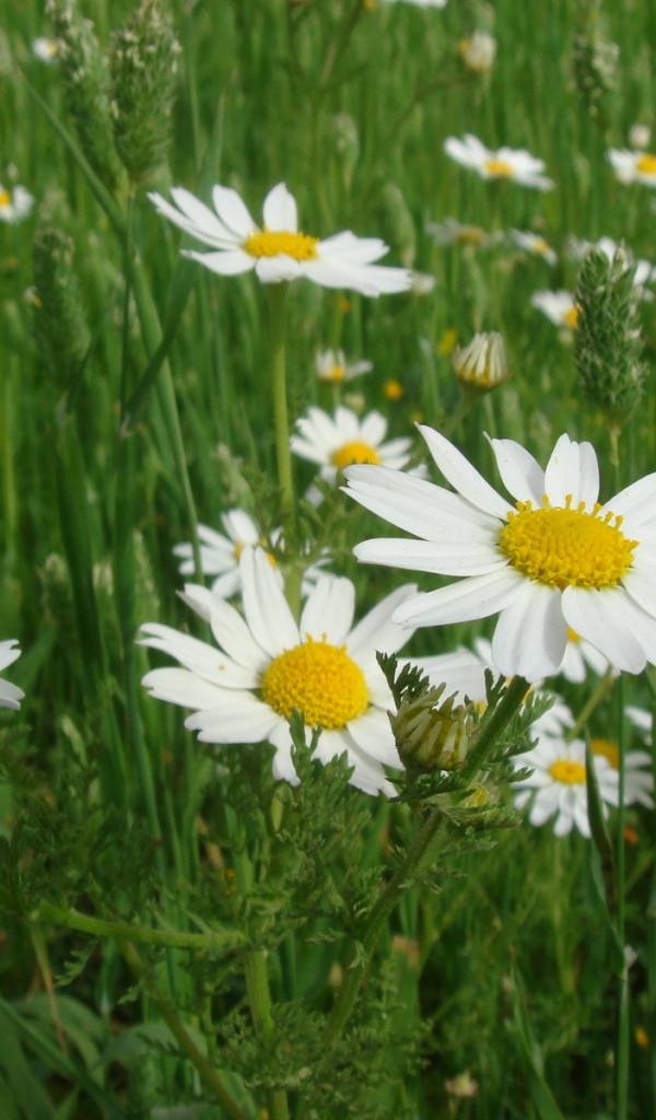 Весенние Цветы