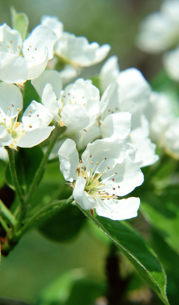 Весеннее Дерево, Цветы