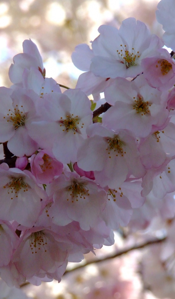 Весенний пучок, Цветы