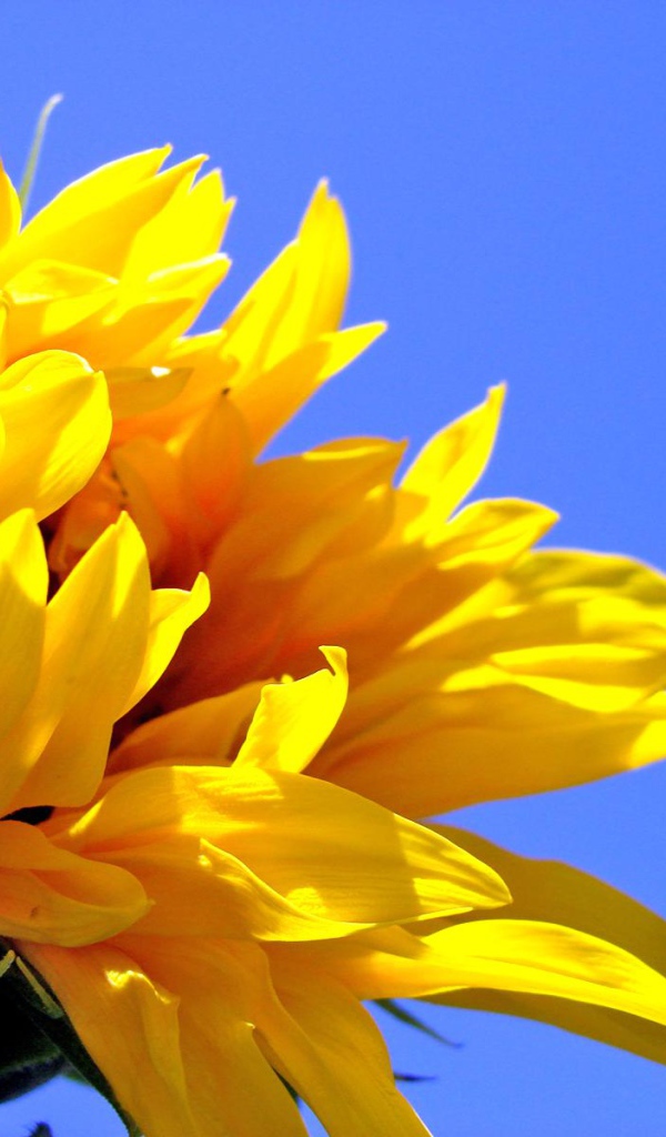 Цветок солнца, Цветы