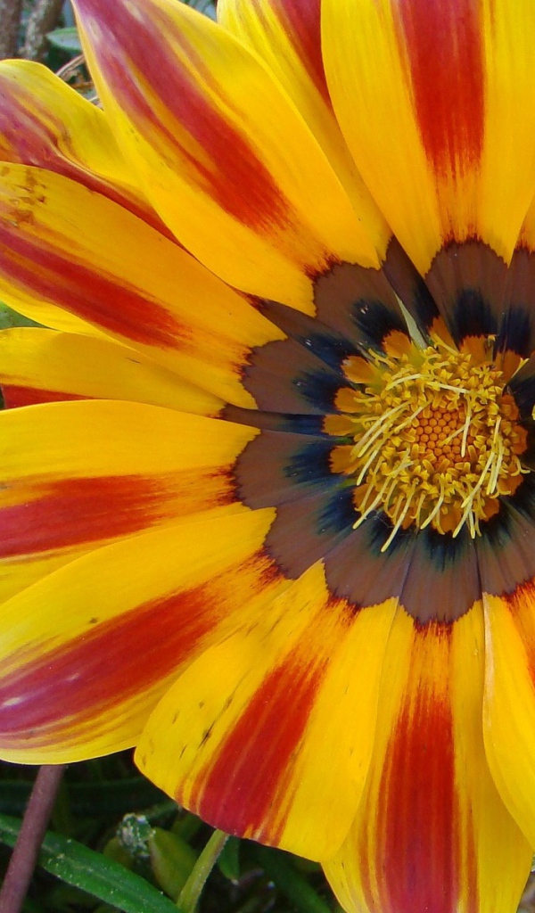 Солнечный день, Цветы