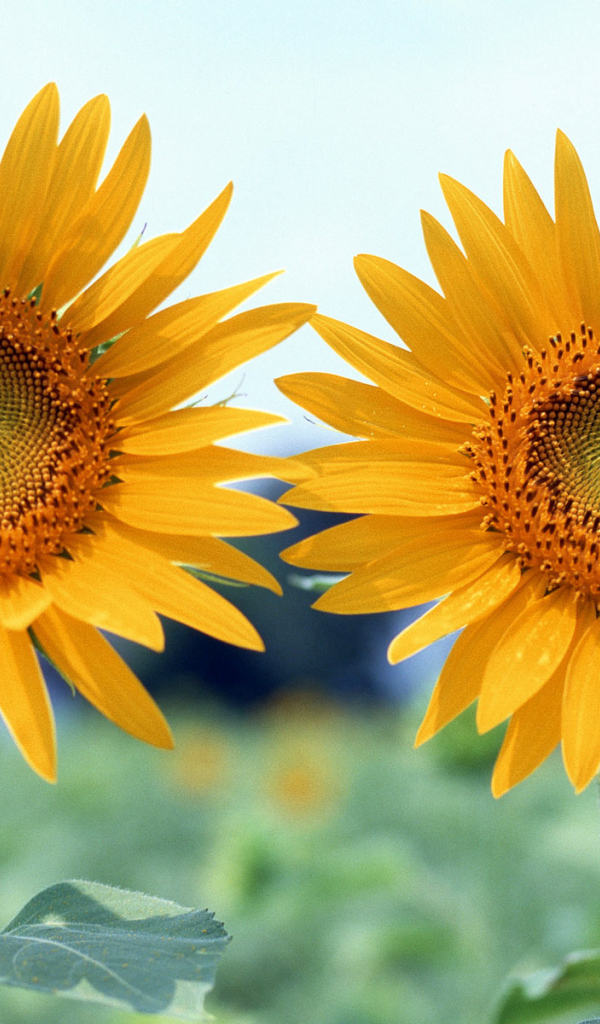 Вместе, Цветы