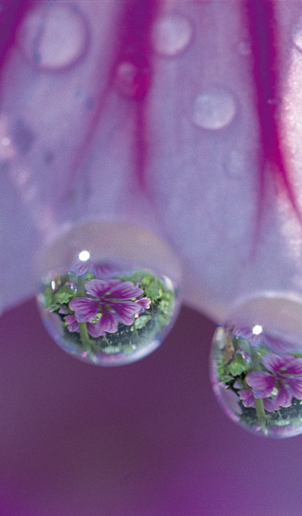 Просвирник дерева, Цветы