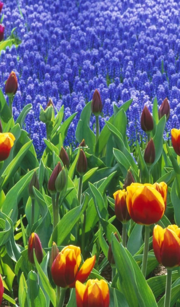 Поле тюльпанов, Цветы