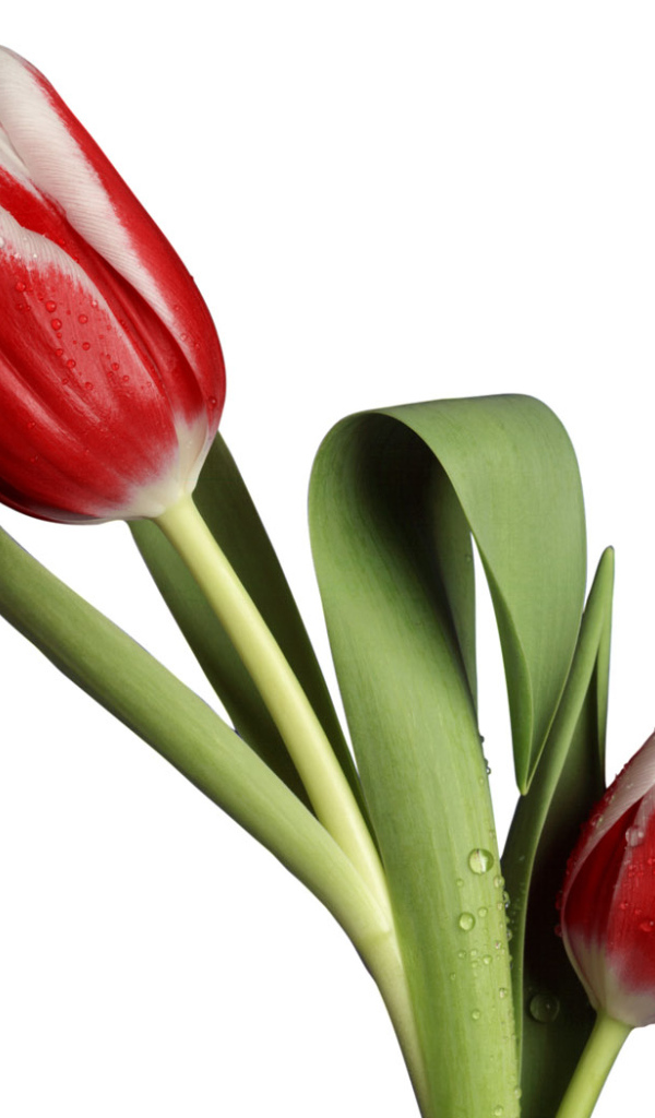 Модель тюльпана, Цветы