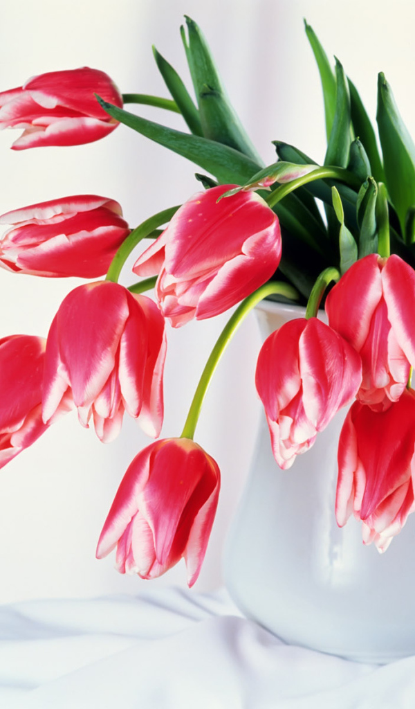 Бутоны тюльпанов, Цветы