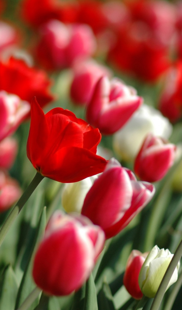 Весна тюльпанов, Цветы