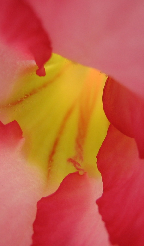 Под лепестками, Цветами