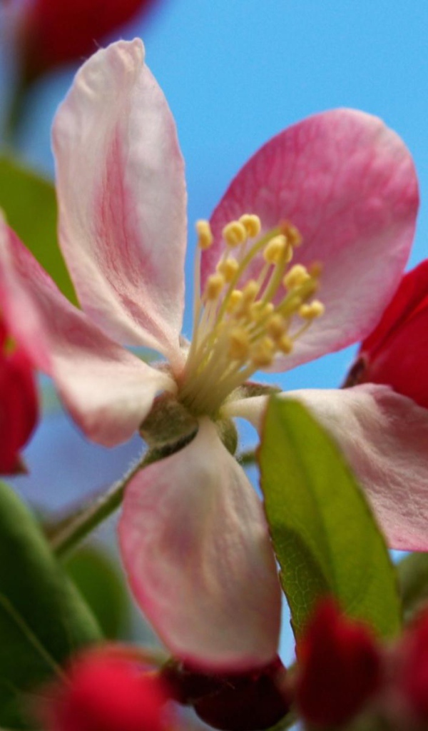 Разворачивание, Цветы